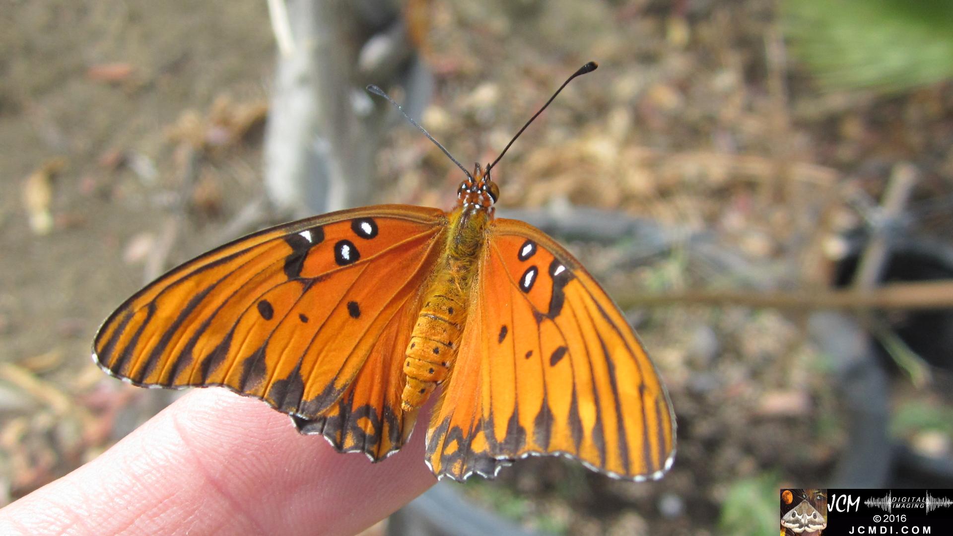 20160919 751 Gulf Fritillary Butterfly Releasing adult on finger.jpg